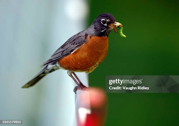 An American robin sits on a fence at the fourth tee during the pro-am prior to the RBC Canadian Open at St. George's Golf and Country Club on June...