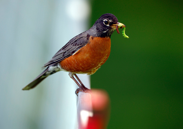 American Robin