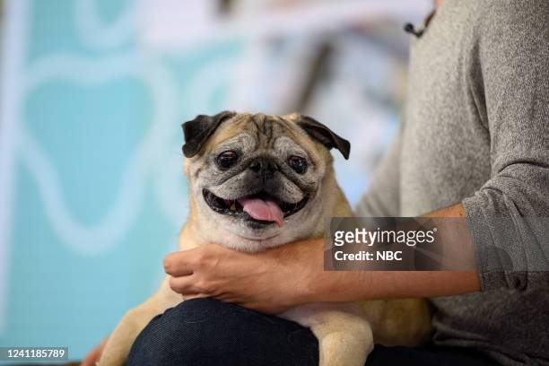 Noodle the Pug on Wednesday June 8, 2022 --