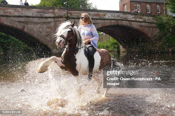Traveller rides a horse in the River Eden at the Appleby Horse Fair, the annual gathering of gypsies and travellers in Appleby, Cumbria. Picture...