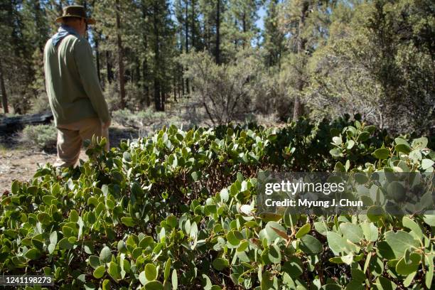 Chad Hanson, a research ecologist with the John Muir Project, says this area in Holcomb Valley is part of a controversial US Forest Service plan that...