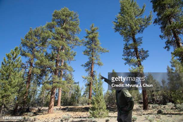 Chad Hanson, a research ecologist with the John Muir Project, points to a stand of old-growth Jeffrey pine in Holcomb Valley. The area is part of a...