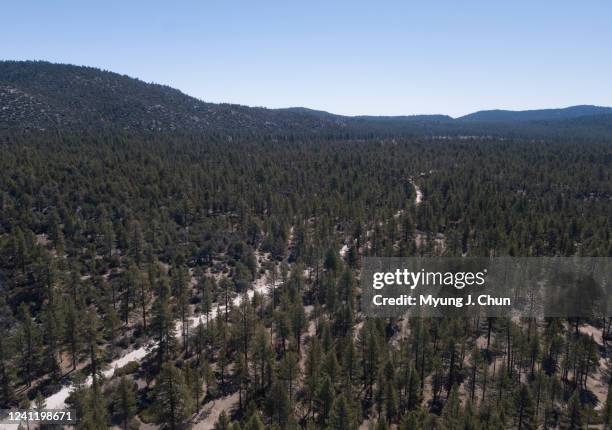 Controversial US Forest Service plan calls for removing tens of thousands of trees from 13,000 acres on the north side of Big Bear Valley, such as...