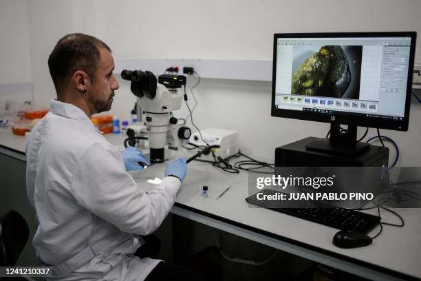 Palaeontologist Edwin Cadena uses a microscope to observe a shark fossil in Bogotá, on June 9, 2022. - A new species of shark with flat teeth that...