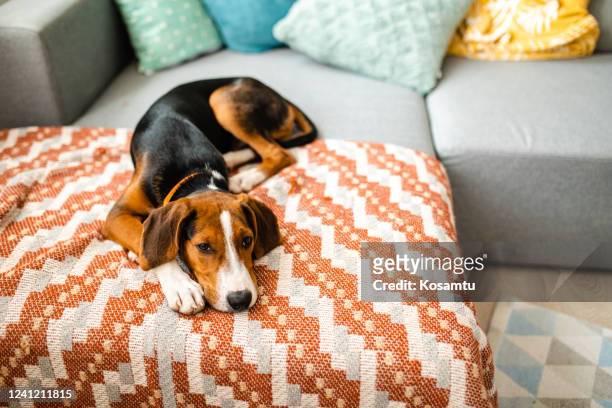 loyal tricolour hound welpe wartet auf einen besitzer, während auf decke auf sofa liegen - dreifarbig stock-fotos und bilder