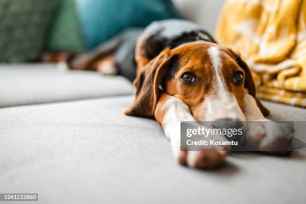 aanbiddelijke gemengde rashond die op bank ontspant - mannetjesdier stockfoto's en -beelden