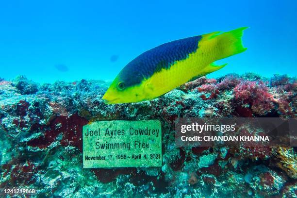 Fish swims by a memorial plaque at the man-made Neptune Memorial Reef, 3.25 miles off the coast of Key Biscayne, Florida, on May 14, 2022. - Divers...