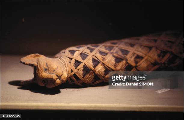 The sacred animals of ancient Egypt on February 26, 1992 - Cat mummy.