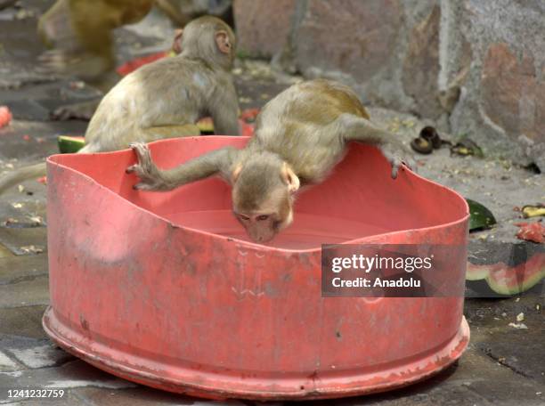 Monkey drinks water from a bucket on a hot day in New Delhi, India on June 07, 2022. Meteorological Department has issued an orange alert in Delhi...