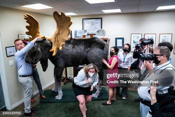Washington, DC Staffers from Sen. Jeanne Shaheen's office help unload Marty the Moose in the Hart Senate Office Building for an "Experience New...