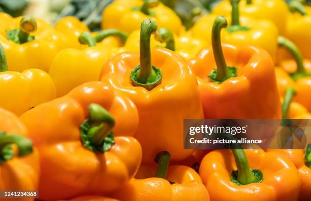 June 2022, Baden-Wuerttemberg, Rottweil: Yellow and orange peppers are for sale in an Edeka store in the fruit and vegetable department. Photo: Silas...