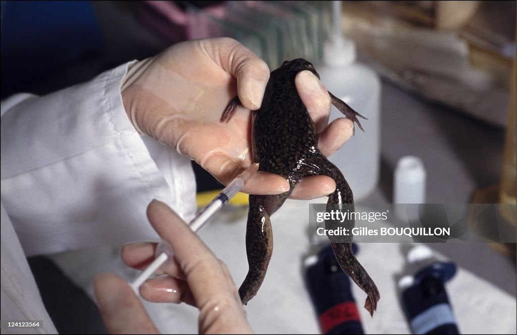 "Xenopus Laevis" Toad Laboratory In Montpellier, France In December,1992.