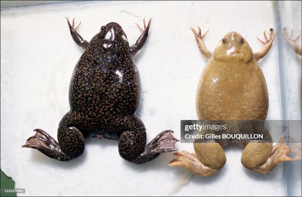 "Xenopus Laevis" Toad Laboratory In Montpellier, France In December,1992.