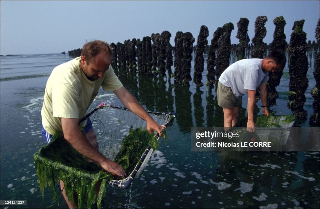 Brittany: The Algaes In France In July, 1993.