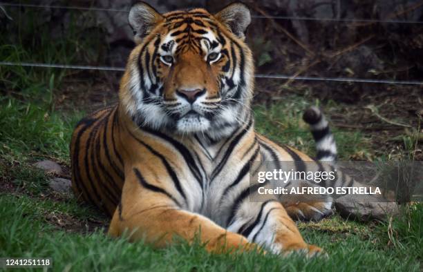 Male bengal tiger called Moba is seen at the "Reino Animal" shelter for wild animals at the Municipality of Otumba, State of Mexico, on May 25, 2022....