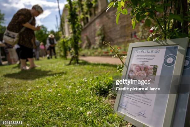 June 2022, Brandenburg, Potsdam: A baptismal certificate stands under a newly baptized rose bush at Charlottenhof Palace during the Prussian Palaces...