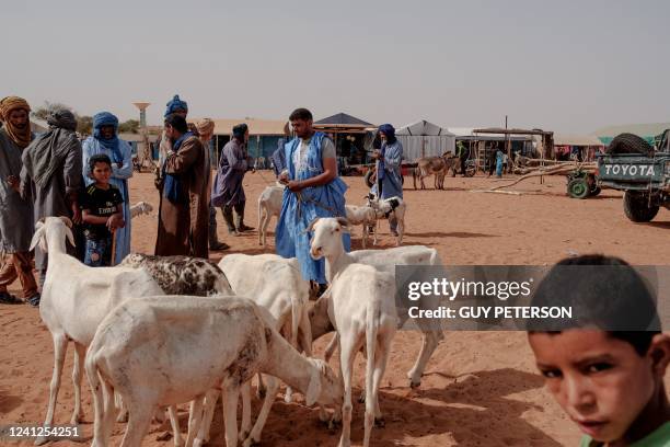 Man herds his goats during the weekly goat market in M'Berra camp in Bassikounou on June 7, 2022. - M'Berra camp, in South East Mauritania, is one...