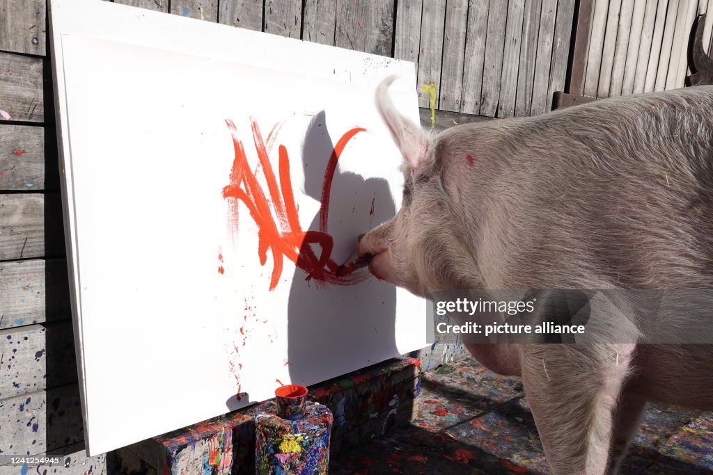 South African pig paints juicy art
