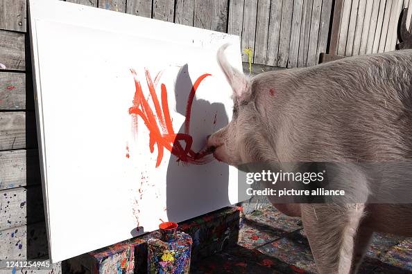 South African pig paints juicy art South African pig paints juicy art