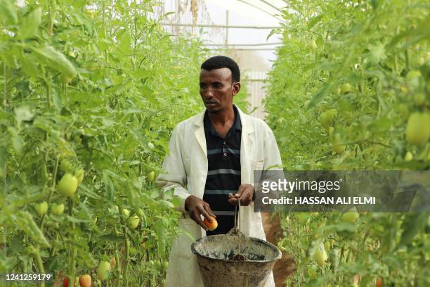 Mohammad Omar tends to tomatoes in a greenhouse farm on the outskirts of Mogadishu, on June 12, 2022. The greenhouse farming business is new, but it...