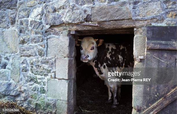Cotes d'Armor: mad cow disease- 110 head of cattle to be slaughtered In Plourac'h, France On March 27, 1996 - Callac.