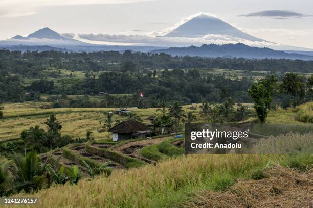 View of Mount Agung, from the rice field terrace during harvest season in Jatiluwih Village, Tabanan Regency, Bali, Indonesia on June 03, 2022....