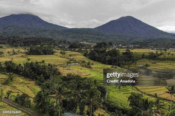 Scenery of rice field terrace with Mount Batukaru on the background during harvest season in Jatiluwih Village, Tabanan Regency, Bali, Indonesia on...