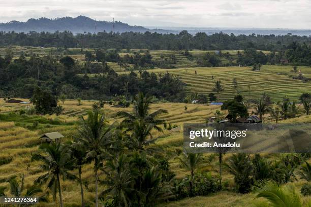 Scenery of rice field terrace during harvest season in Jatiluwih Village, Tabanan Regency, Bali, Indonesia on June 03, 2022. Jatiluwih rice field...