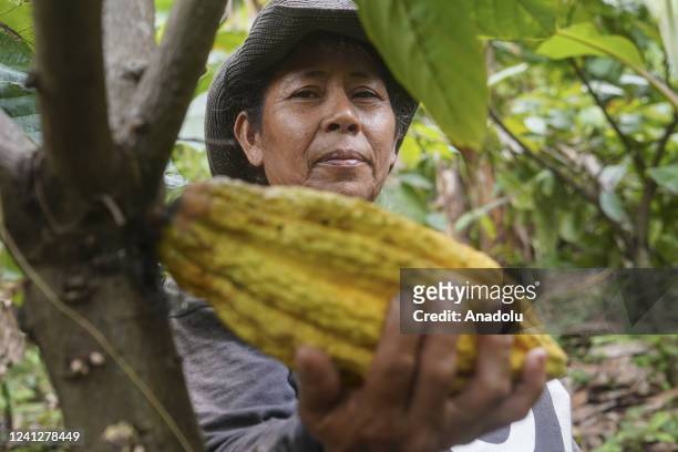Martha Manzanares a Salvadoran agriculture worker since a kid ,holds a cacao tree in her agroecological crop field aided by the National Agriculture...