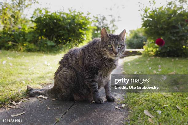 In this photo illustration Old cat on May 09, 2022 in Bonn, Germany.