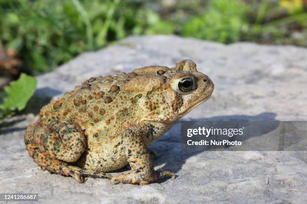 American toad in Markham, Ontario, Canada, on June 10, 2022.