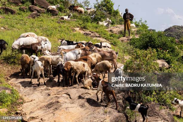 Boy looks on as goats grazing in Lomusian, Karamoja region, Uganda, on May 26, 2022. More than half a million people are going hungry in the Karamoja...