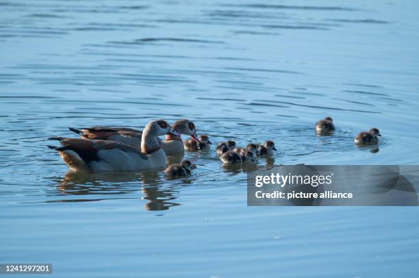 June 2022, Rhineland-Palatinate, Piesport: A Nile goose family swims in the morning on the Moselle. Photo: Harald Tittel/dpa