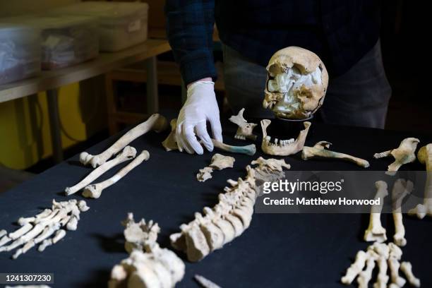 Archaeologists reconstruct a skeleton, believed to be aged between 17-25 and found with an iron spear point imbedded into the thoracic vertebra,...