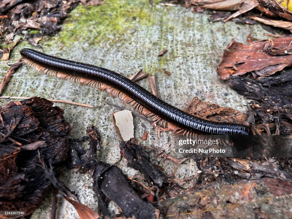 Giant Millipede