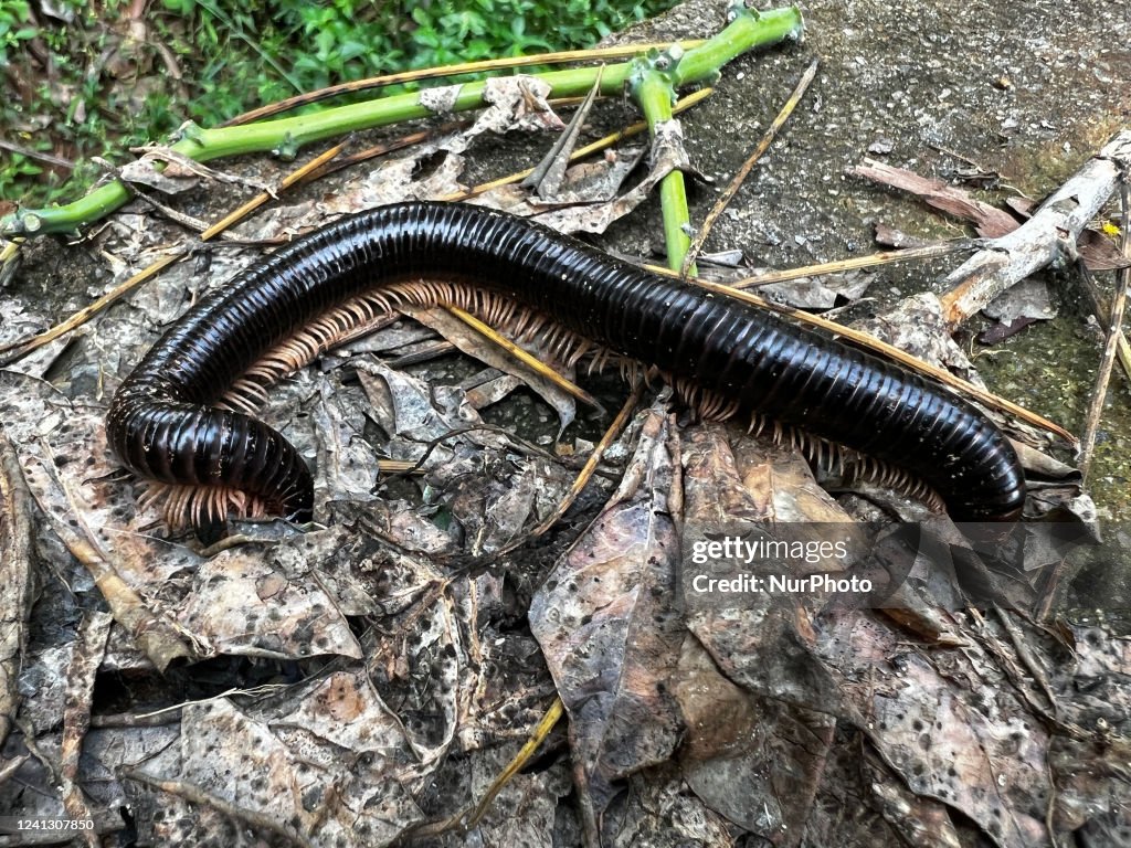 Giant Millipede