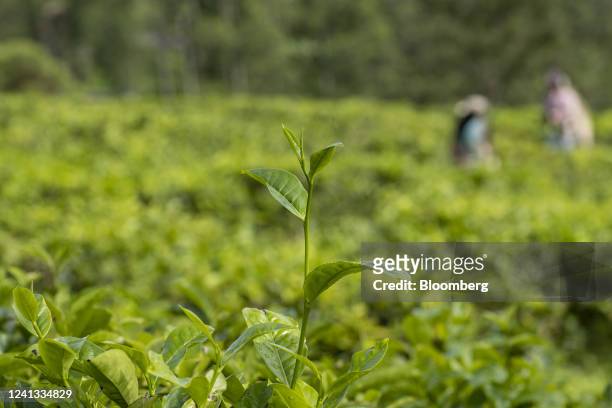 Tea plants grow at the tea plantation of Bluefield Tea Gardens Pvt Ltd. In Ramboda, Sri Lanka, on Wednesday, June 15, 2022. Sri Lanka's economy is...