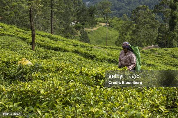 Worker hand-picks tea leaves at the tea plantation of Bluefield Tea Gardens Pvt Ltd. In Ramboda, Sri Lanka, on Wednesday, June 15, 2022. Sri Lanka's...