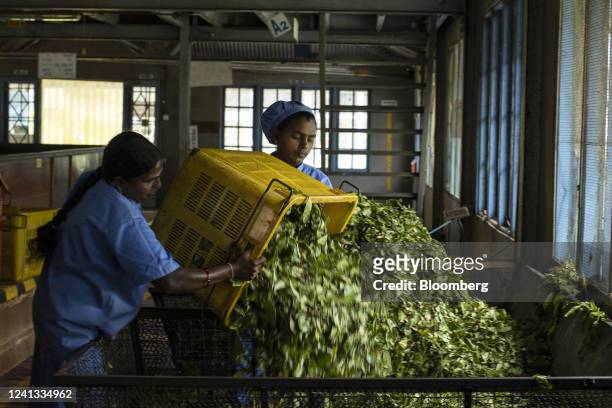 Workers load freshly harvested tea leaves into the machine at the factory of Bluefield Tea Gardens Pvt Ltd. In Ramboda, Sri Lanka, on Wednesday, June...