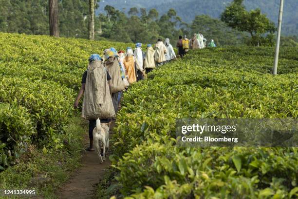 Workers walk along a path in the field at the tea plantation of Bluefield Tea Gardens Pvt Ltd. In Ramboda, Sri Lanka, on Wednesday, June 15, 2022....