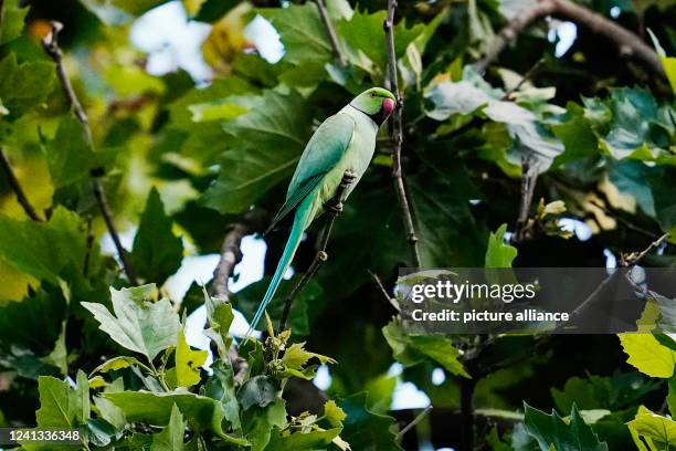 June 2022, Baden-Wuerttemberg, Heidelberg: A collared parakeet sits on a tree at the main train station. Parrots have found their way into many large...