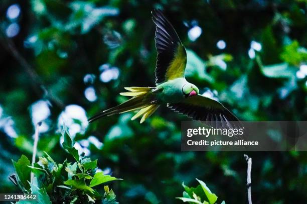 June 2022, Baden-Wuerttemberg, Heidelberg: A collared parakeet flies past a tree at the main train station. Parrots have made their way into many...