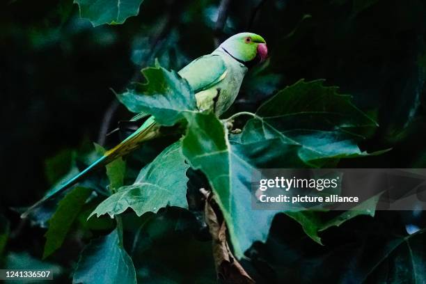 June 2022, Baden-Wuerttemberg, Heidelberg: A collared parakeet sits on a tree at the main train station. Parrots have found their way into many large...