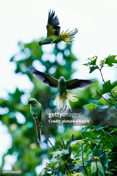 June 2022, Baden-Wuerttemberg, Heidelberg: Collared parakeets flutter around a tree at the main train station. Parrots have found their way into many...