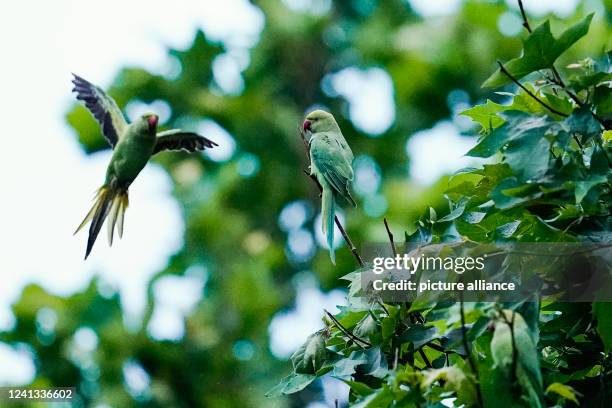 June 2022, Baden-Wuerttemberg, Heidelberg: Collared parakeets on a tree at the central station. Parrots have found their way into many large cities...