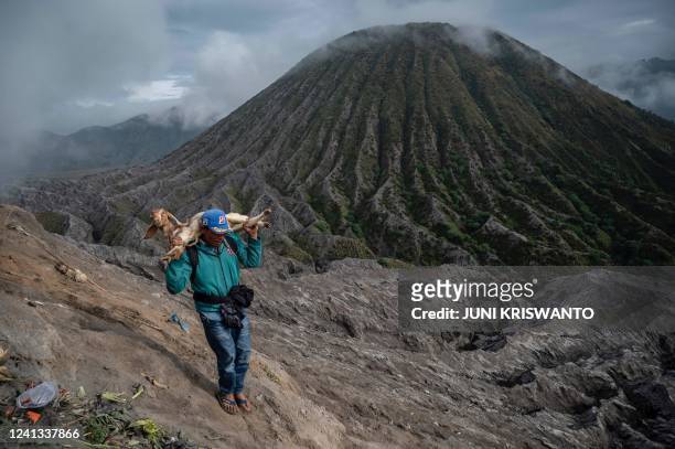 Member of the Tengger sub-ethnic group carries a goat offering on the active Mount Bromo volcano as part of the Yadnya Kasada festival in...