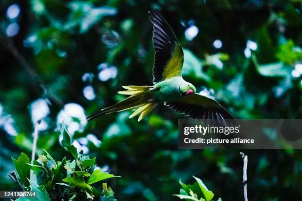 Dpatop - PRODUCTION - 07 June 2022, Baden-Wuerttemberg, Heidelberg: A collared parakeet flies past a tree at the main train station. Parrots have...