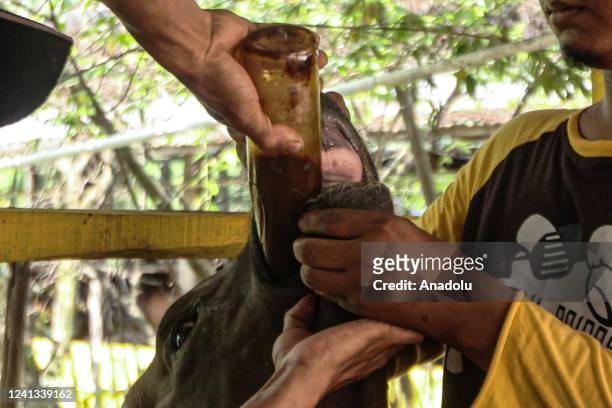 Farmer give traditional herb to heal cows that infected by foot and mouth disease on livestock at a cattle farm in Palembang, Indonesia on June 15,...
