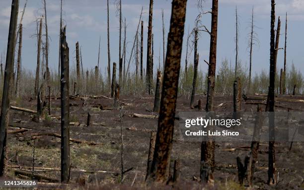 Scoirched earth is all that remains on a patch of the Kaibab National Forest in Northern Arizona. Like many other parts of the U.S. Desert Southwest,...