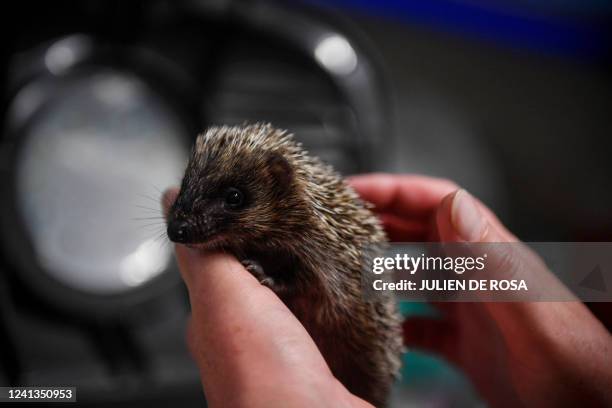 President of the "Les P'tits Kipik" association, Sara Stahl, nurses a baby hedgehog she hosts in her garden for the species' protection, in Orsay,...